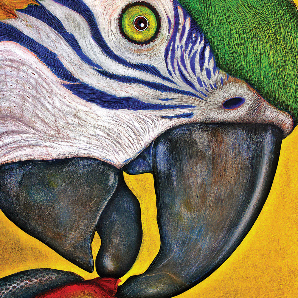 The Chili Parrot (Matted) Art Print 5x7