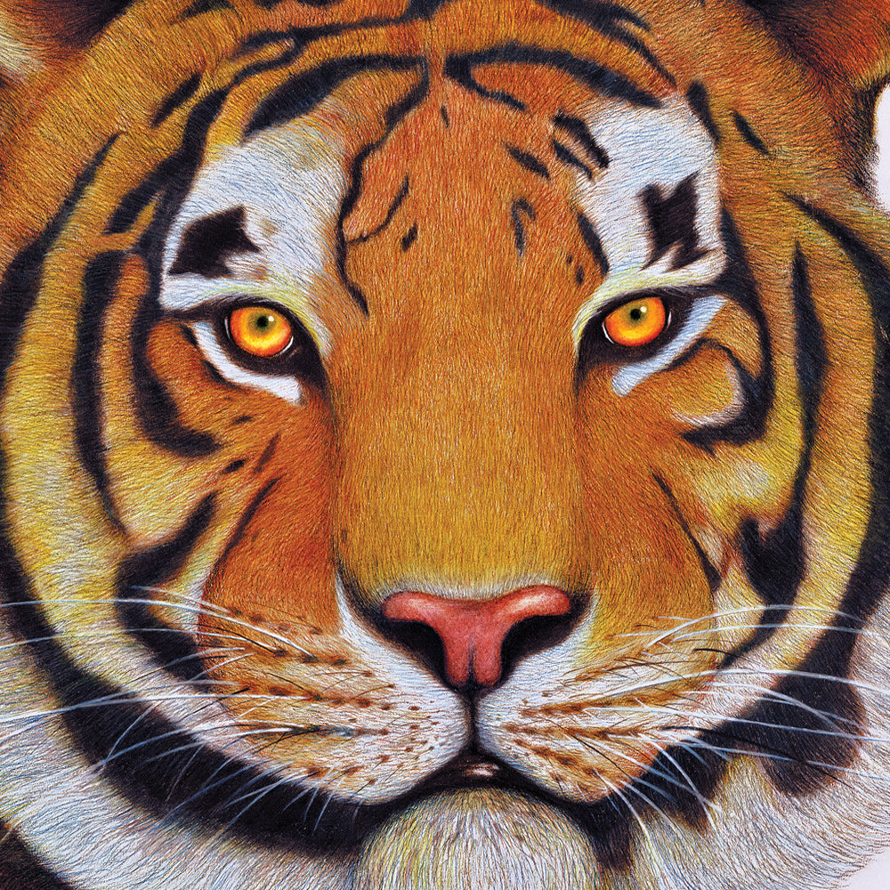 The Tiger (Matted) Art Print 5x7